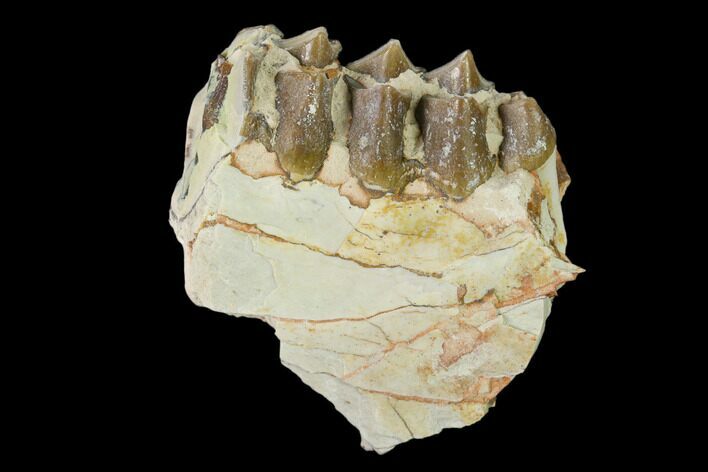 Oreodont (Merycoidodon) Jaw Section - South Dakota #136021